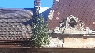 У Львові на будинку почали рости дерева (ФОТО)