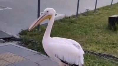 У Львові прогулювався рожевий пелікан