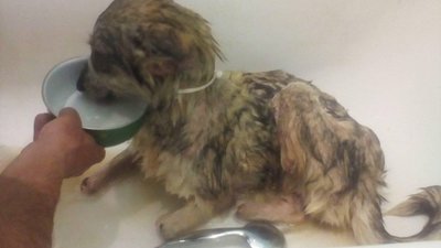 У Львові проводитимуть безкоштовну вакцинацію домашніх тварин