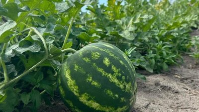 На Львівщині виросли кавуни-велетні (ФОТО)
