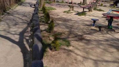 На Сихові комунальники хочуть знищити висаджені мешканцями туї (ФОТО)
