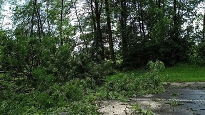 У Львівській області буревій повалив дерева на трасі "Київ-Чоп" (ФОТО)