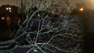 У Львові дерево перекрило рух на дорозі