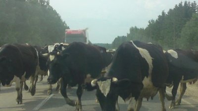 У селі на Львівщині пенсіонерка скоїла наїзд на жінку, яка гнала стадо корів