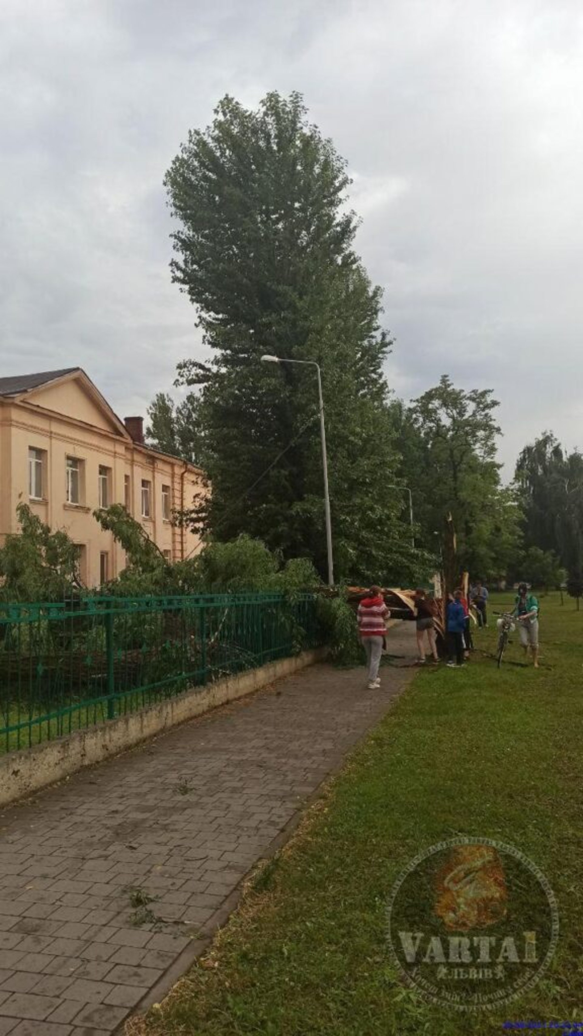 У Львові на Левандівці негода повалила дерева