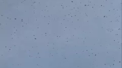 У Львові зафіксували нашестя комах