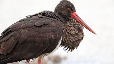 Самка чорного лелеки з Галицького парку, знайшлася на зимівлі на острові Лесбос