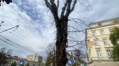 Садовий зріже дерева у центрі Львова