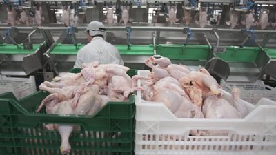 З Польщі до Львова привезли заражену сальмонелою курятину