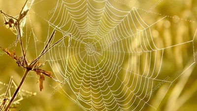На Львівщині сьогодні без опадів і заморозки