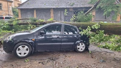 У Львові дерево пошкодило автомобілі (ФОТО, ВІДЕО)