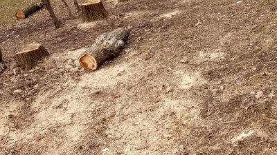У Львові на Стрийській вирубали цілу алею дерев