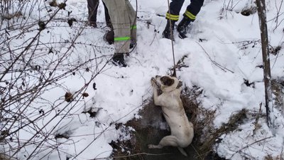 У Дрогобичі витягнули собак, які впали у закинутий колодязь (ФОТО)