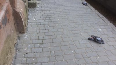 У Львові масово гинуть голуби (ФОТО)