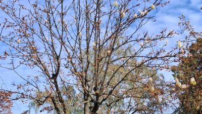 У Львові вдруге зацвіли каштани