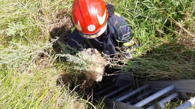 На Львівщині собаці врятували життя (ФОТО)