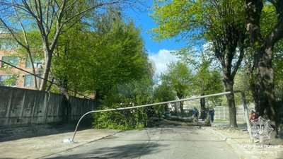 У Львові на одній вулиці впали одразу два дерева