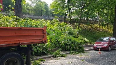 У Львові зрізали дерево (ФОТО)