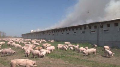 На Жидачівщині живцем згоріли сотні свиней (ВІДЕО)