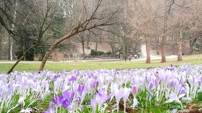 У Львові на парки витратять 43 мільйони гривень (ВІДЕО)