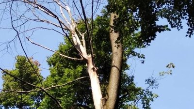У Львові у парку Франка помітили сухі дерева (ФОТО)