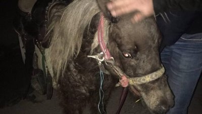 У Львові на вулиці Сяйво знайшли поні (ФОТО)