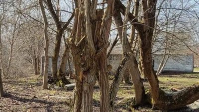 У Львові у парку зрізають здорові дерева (ФОТО)