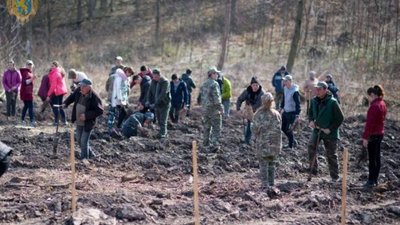 На території Львівщини висадили понад 4 тисячі саджанців модрини європейської