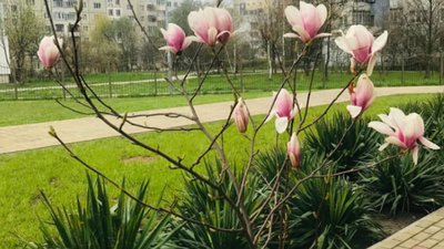 Сихів вкрився весняним цвітом дерев (ФОТО)