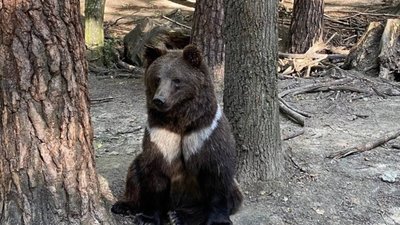Яворівська іграшка, казковий арборетум та печерний монастир: вийшов третій випуск відеоблогу «В об’єктиві»