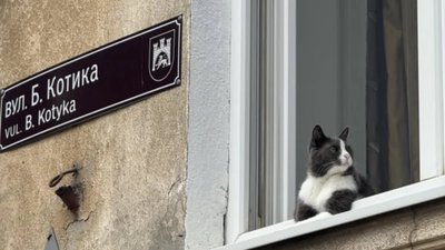 Головний котик на вулиці Котика