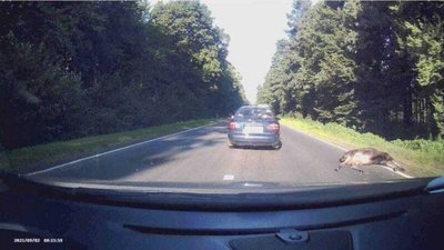 На трасі «Львів – Краковець» легковик збив лося (ФОТО)