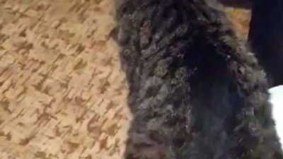 На Волині чоловік знущався над котом: викидав з вікна та записував на відео (ВІДЕО)