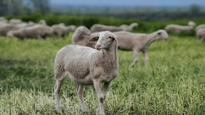 На Львівщині викрали стадо овець