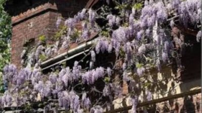 У Львові масово зацвіли каштани та гліцинія
