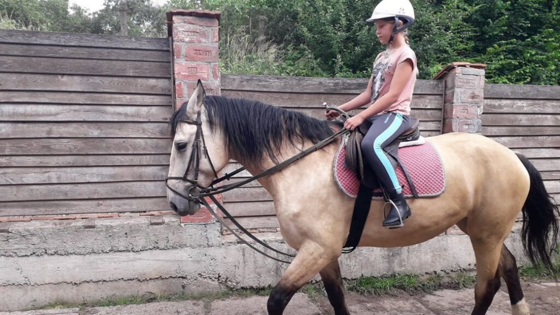 У Львові розводять рідкісну породу коней. Фото: Суспільне Львів