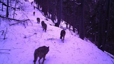 Карпатські села атакують вовки: хижаки гуляють по-під будинками селян (ВІДЕО)