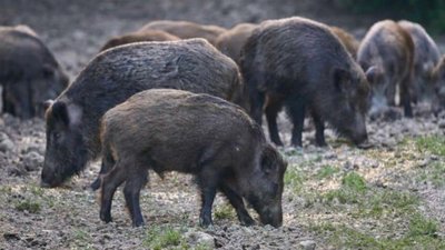 На Львівщині збільшується кількість лисиць та вовків