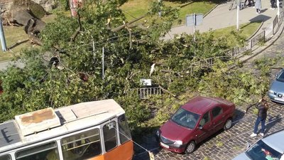 У  центрі Львова дерево впало на трамвайні мережі: рух паралізовано (ФОТО)