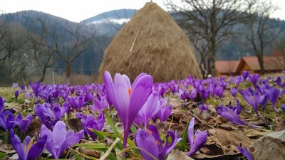 Як крокуси заполонили давнє поселення лісорубів у Карпатах (ВІДЕО, ФОТО)