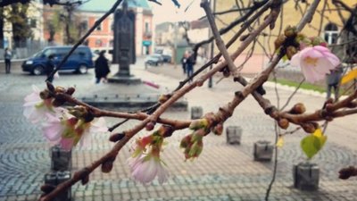 У Мукачеві аномально «люта» зима: цвітуть сакури і розпускається листя (ФОТО, ВІДЕО)