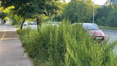 У Львові виросла велика трава (ФОТО)
