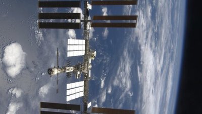 NASA відправить на МКС сотню мальків кальмарів (ФОТО)