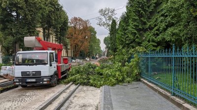 У Львові у трьох районах зріжуть дерева