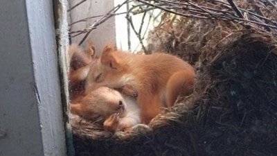 У Львові в житловому будинку виявили «дупло» з білченятами (ФОТО)