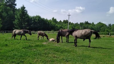 На Львівщині презентували сайт для мандрівок парками України (ФОТО, ВІДЕО)