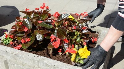 У Львові продовжують висаджувати квіткові композиції (ФОТО)