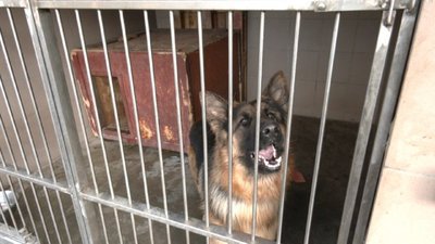 Зі львівського комунального підприємства "Лев" звільняються працівники (ФОТО, ВІДЕО)