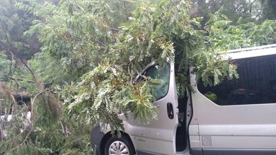 Як на міжнародній трасі на Львівщині дерево понищило автомобілі (ФОТО)