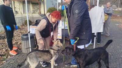 В елітному селищі біля Львова щепили 66 тварин